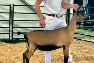 From This Side of the Ring: Finding Success in the Showring